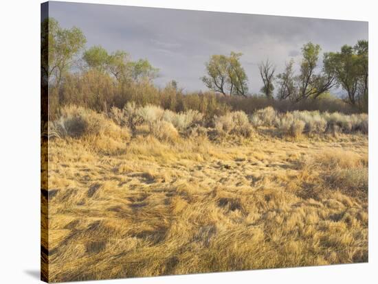 Owens River Valley, Sierra Nevada, California, Usa-Rainer Mirau-Stretched Canvas