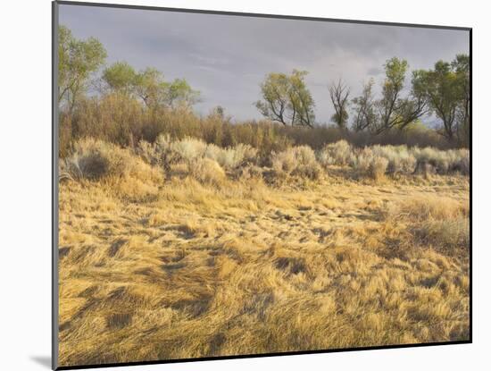 Owens River Valley, Sierra Nevada, California, Usa-Rainer Mirau-Mounted Photographic Print