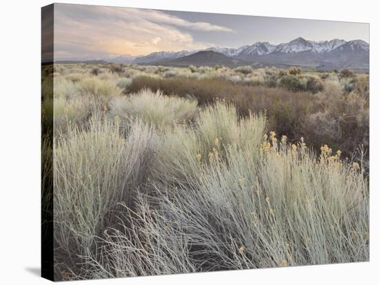 Owens River Valley, Sierra Nevada, California, Usa-Rainer Mirau-Stretched Canvas