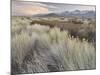 Owens River Valley, Sierra Nevada, California, Usa-Rainer Mirau-Mounted Photographic Print