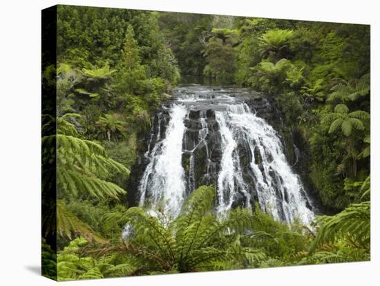 Owharoa Falls, Karangahake Gorge, Waikato, North Island, New Zealand-David Wall-Stretched Canvas