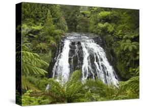 Owharoa Falls, Karangahake Gorge, Waikato, North Island, New Zealand-David Wall-Stretched Canvas