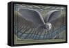 Owl, 2022, (Tinted Gesso on Canvas & Wood)-PJ Crook-Framed Stretched Canvas