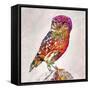 Owl 4-Mark Ashkenazi-Framed Stretched Canvas