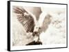 Owl Ascending-Theo Westenberger-Framed Stretched Canvas