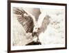 Owl Ascending-Theo Westenberger-Framed Art Print