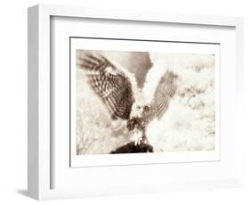 Owl Ascending-Theo Westenberger-Framed Art Print