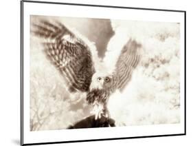 Owl Ascending-Theo Westenberger-Mounted Art Print