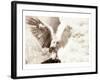 Owl Ascending-Theo Westenberger-Framed Art Print