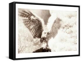 Owl Ascending-Theo Westenberger-Framed Stretched Canvas