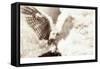 Owl Ascending-Theo Westenberger-Framed Stretched Canvas