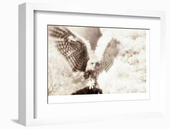 Owl Ascending-Theo Westenberger-Framed Photographic Print