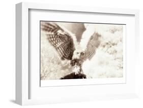 Owl Ascending-Theo Westenberger-Framed Photographic Print