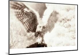 Owl Ascending-Theo Westenberger-Mounted Photographic Print
