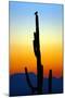 Owl at Sunset-Douglas Taylor-Mounted Photographic Print