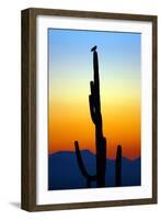 Owl at Sunset-Douglas Taylor-Framed Photographic Print