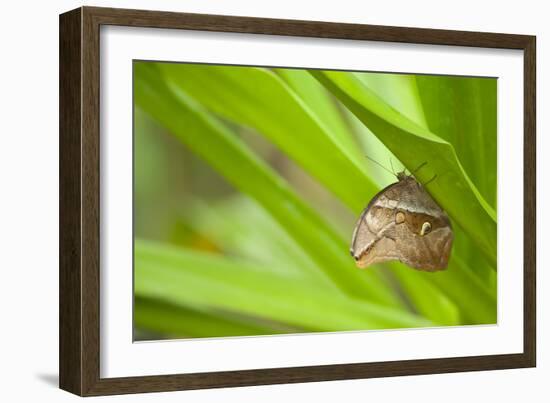 owl butterfly, Caligo eurilochus, holds on to leaves-Alexander Georgiadis-Framed Photographic Print