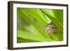 owl butterfly, Caligo eurilochus, holds on to leaves-Alexander Georgiadis-Framed Photographic Print