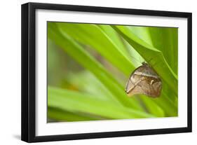 owl butterfly, Caligo eurilochus, holds on to leaves-Alexander Georgiadis-Framed Photographic Print