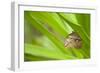 owl butterfly, Caligo eurilochus, holds on to leaves-Alexander Georgiadis-Framed Photographic Print