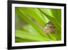 owl butterfly, Caligo eurilochus, holds on to leaves-Alexander Georgiadis-Framed Photographic Print