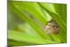 owl butterfly, Caligo eurilochus, holds on to leaves-Alexander Georgiadis-Mounted Photographic Print