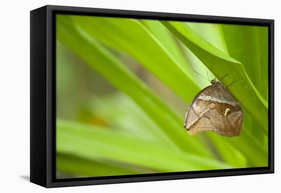 owl butterfly, Caligo eurilochus, holds on to leaves-Alexander Georgiadis-Framed Stretched Canvas