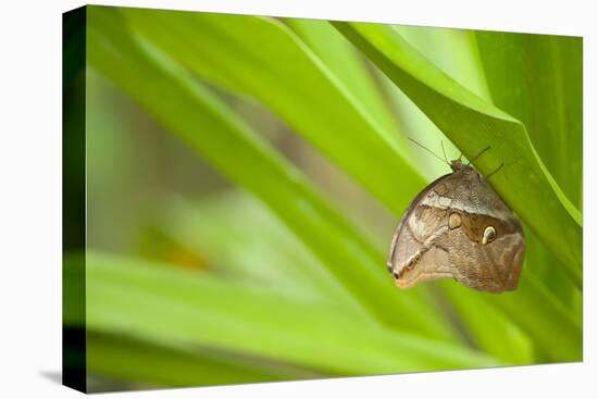 owl butterfly, Caligo eurilochus, holds on to leaves-Alexander Georgiadis-Stretched Canvas