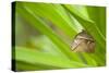 owl butterfly, Caligo eurilochus, holds on to leaves-Alexander Georgiadis-Stretched Canvas