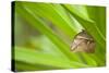 owl butterfly, Caligo eurilochus, holds on to leaves-Alexander Georgiadis-Stretched Canvas