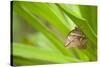 owl butterfly, Caligo eurilochus, holds on to leaves-Alexander Georgiadis-Stretched Canvas