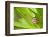 owl butterfly, Caligo eurilochus, holds on to leaves-Alexander Georgiadis-Framed Photographic Print