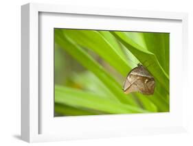 owl butterfly, Caligo eurilochus, holds on to leaves-Alexander Georgiadis-Framed Photographic Print