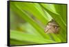 owl butterfly, Caligo eurilochus, holds on to leaves-Alexander Georgiadis-Framed Stretched Canvas
