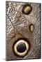 Owl Butterfly, Costa Rica-null-Mounted Photographic Print