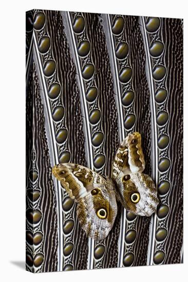 Owl Butterfly on Argus Wing Feathers-Darrell Gulin-Stretched Canvas