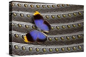 Owl Butterfly on Argus Wing Feathers-Darrell Gulin-Stretched Canvas