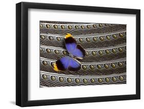 Owl Butterfly on Argus Wing Feathers-Darrell Gulin-Framed Photographic Print