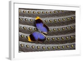 Owl Butterfly on Argus Wing Feathers-Darrell Gulin-Framed Photographic Print