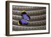 Owl Butterfly on Argus Wing Feathers-Darrell Gulin-Framed Photographic Print