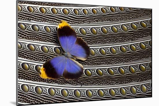 Owl Butterfly on Argus Wing Feathers-Darrell Gulin-Mounted Photographic Print
