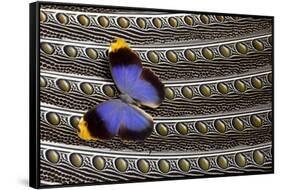 Owl Butterfly on Argus Wing Feathers-Darrell Gulin-Framed Stretched Canvas