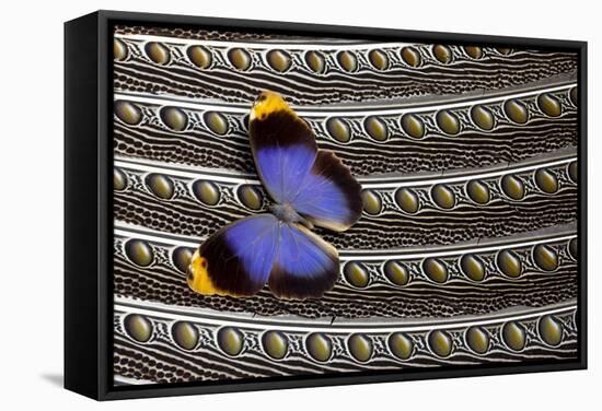 Owl Butterfly on Argus Wing Feathers-Darrell Gulin-Framed Stretched Canvas