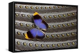 Owl Butterfly on Argus Wing Feathers-Darrell Gulin-Framed Stretched Canvas