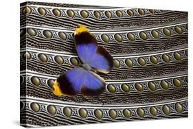 Owl Butterfly on Argus Wing Feathers-Darrell Gulin-Stretched Canvas