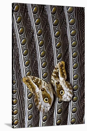 Owl Butterfly on Argus Wing Feathers-Darrell Gulin-Stretched Canvas