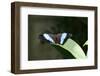 Owl Butterfly-Gary Carter-Framed Photographic Print