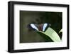 Owl Butterfly-Gary Carter-Framed Photographic Print