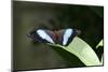 Owl Butterfly-Gary Carter-Mounted Photographic Print