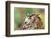 Owl close up Portrait Outdoor-mirceab-Framed Photographic Print